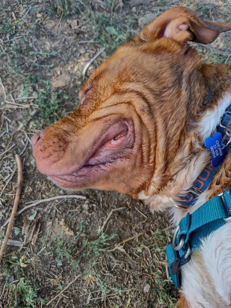 Chop Chop thumbnail 5