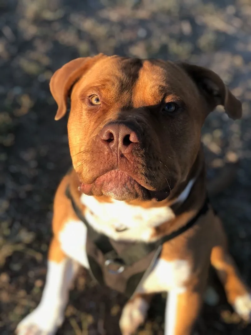 Chop Chop thumbnail 6