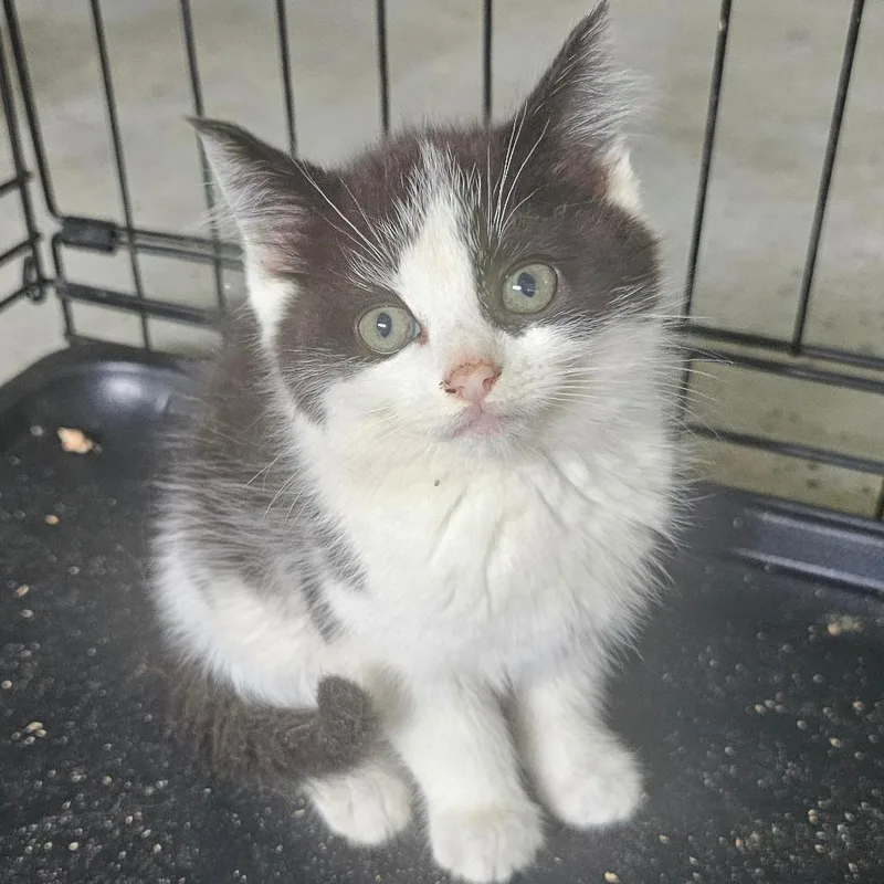 A young small-sized female Domestic Short Hair cat named Saber for adoption in Hedgesville, WV