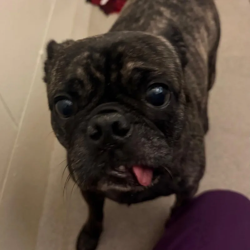 Brutus