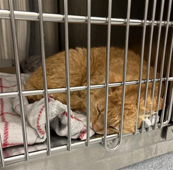 A senior small-sized male Domestic Short Hair cat named Harmony for adoption in Indianapolis, IN