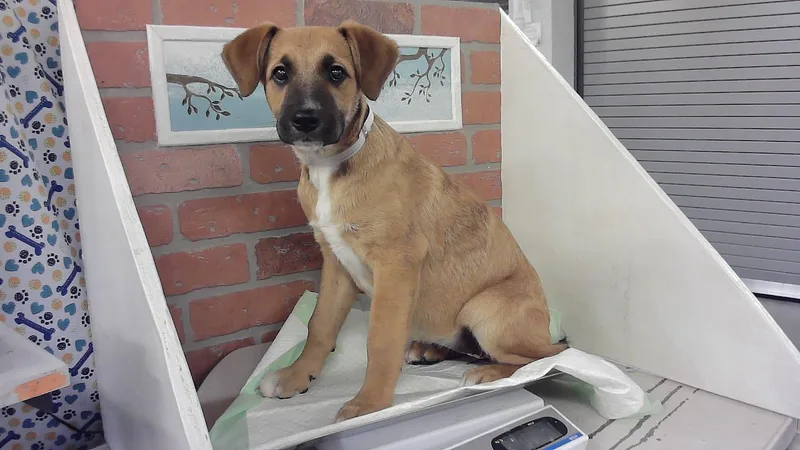 A baby small-sized female German Shepherd Dog dog named Carol for adoption in Houston, TX