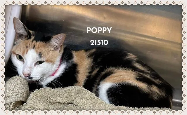 A young medium-sized female Calico Domestic Short Hair cat named Poppy for adoption in Marietta, GA