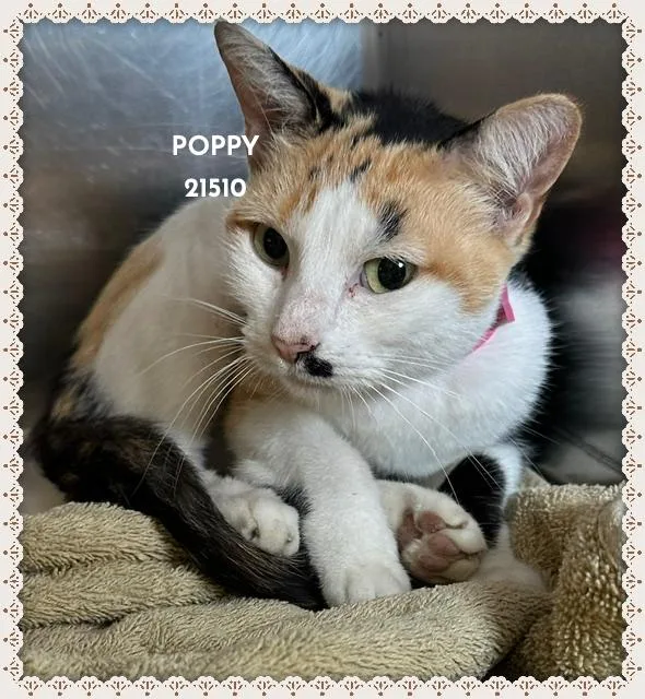 Poppy thumbnail 3
