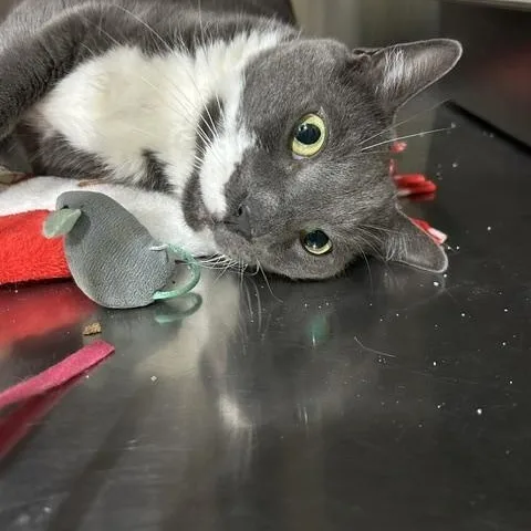 An adult medium-sized male Gray & White Domestic Short Hair cat named Boots for adoption in East Brunswick, NJ