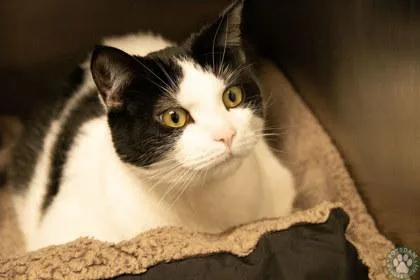 An adult large-sized male Black Domestic Short Hair cat named Duckie for adoption in Potsdam, NY
