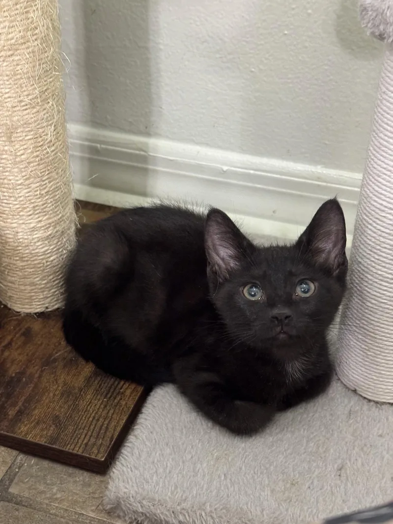A baby medium-sized male Black Domestic Short Hair cat named Fudge for adoption in Oviedo, FL