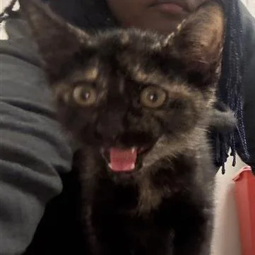 A baby small-sized female Domestic Short Hair cat named Marion for adoption in Jacksonville, FL