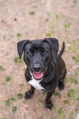 An adult large-sized female Mixed Breed dog named Panini for adoption in Covington, LA