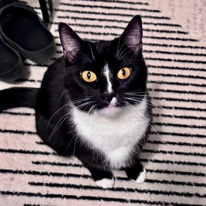 An adult medium-sized male Black & White / Tuxedo Tuxedo cat named Toast for adoption in Tulsa, OK