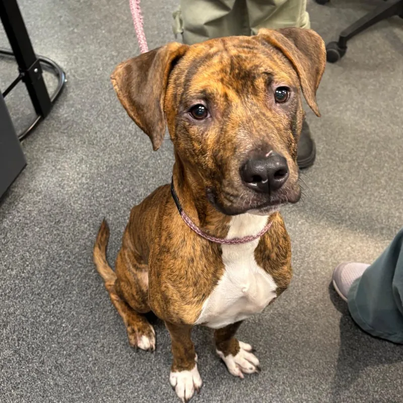 An adult medium-sized male Brindle Mixed Breed dog named Astro Boy for adoption in Allentown, PA