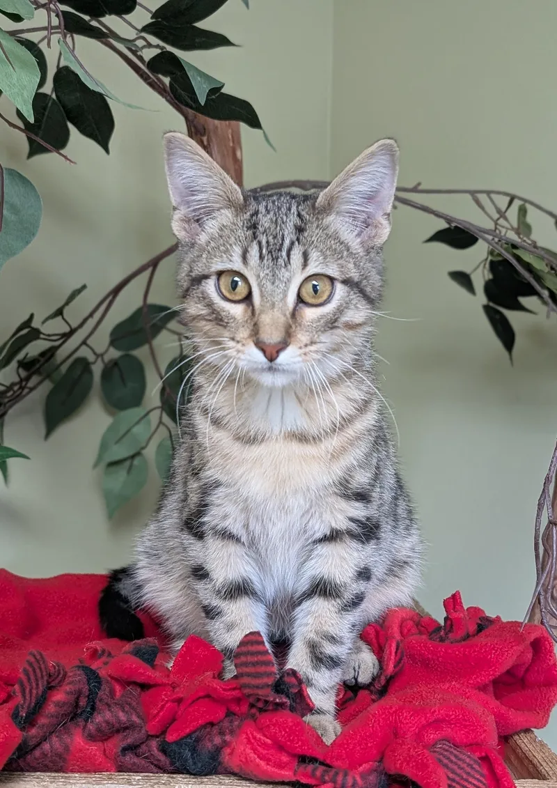 A young medium-sized male Tabby (Leopard / Spotted) Bengal cat named Mowgli for adoption in Hastings, NE