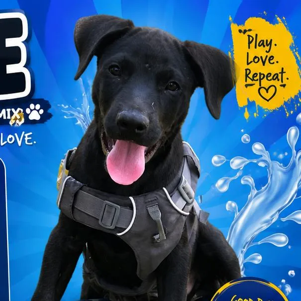 Duke