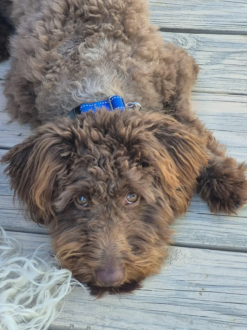 An adult small-sized male Brown / Chocolate Poodle dog named Doolie for adoption in Grand Forks, ND