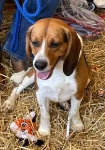 A young medium-sized male Tricolor (Brown, Black, & White) Beagle dog named Jakey for adoption in Lexington, MA