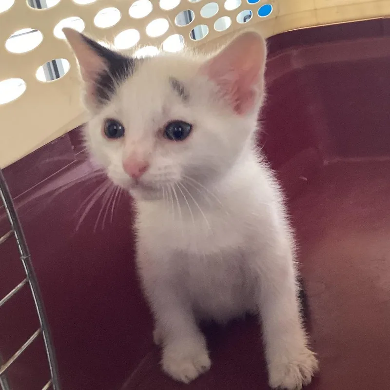 A baby small-sized male White Domestic Short Hair cat named Boozie for adoption in Montgomery, AL