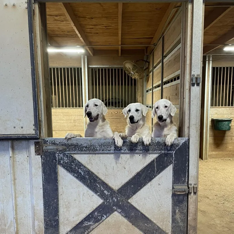 Chaquita thumbnail 3