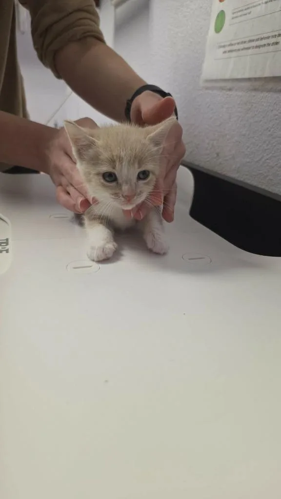 A baby medium-sized female Domestic Short Hair cat named Leopard for adoption in New Braunfels, TX