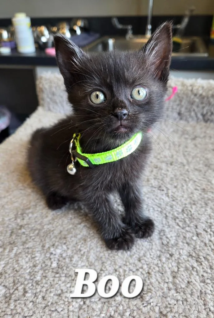A baby small-sized male Domestic Short Hair cat named Boo for adoption in Sidney, OH