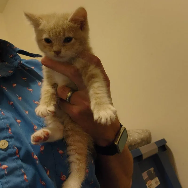 A baby small-sized female Buff / Tan / Fawn Domestic Short Hair cat named Butters C for adoption in Princeton, MN