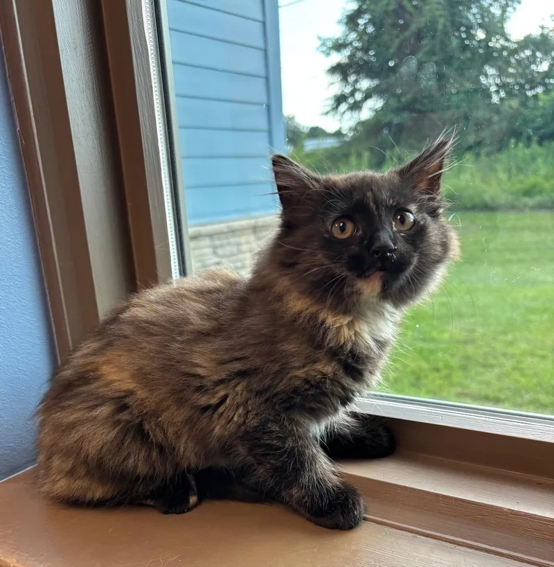 Julie
