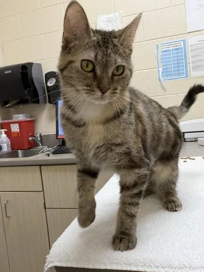 An adult small-sized female Domestic Short Hair cat named Beta for adoption in Westland, MI
