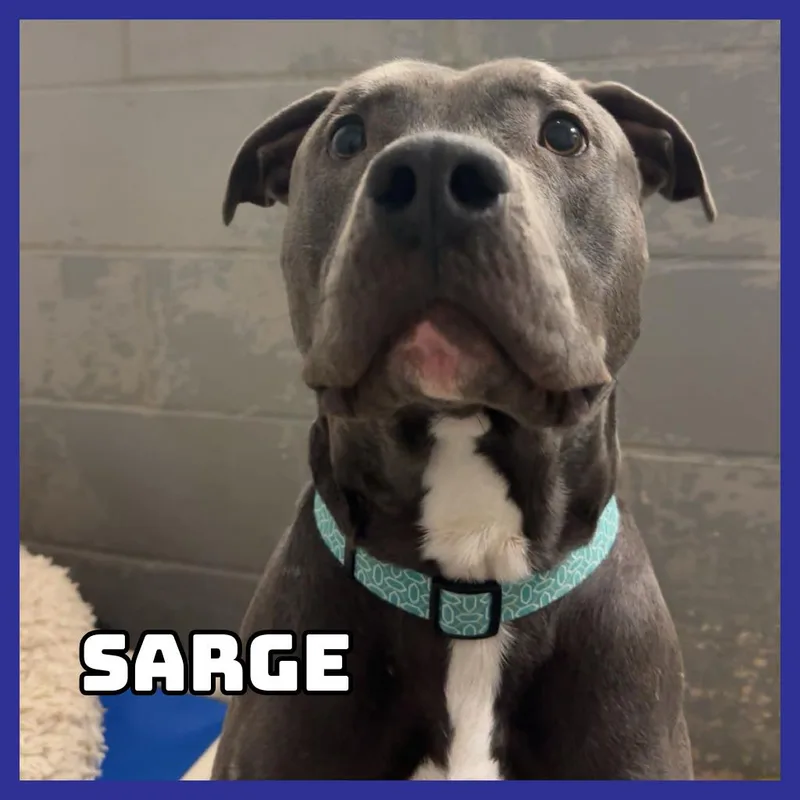 Sarge