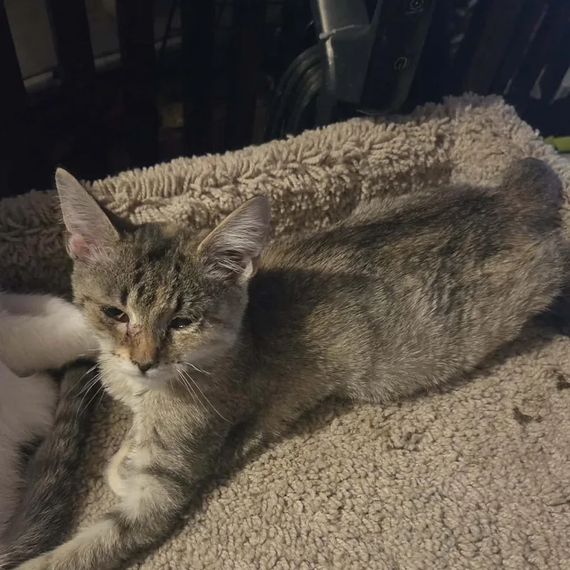 A baby small-sized female American Shorthair cat named Sugar for adoption in mount vernon, AR