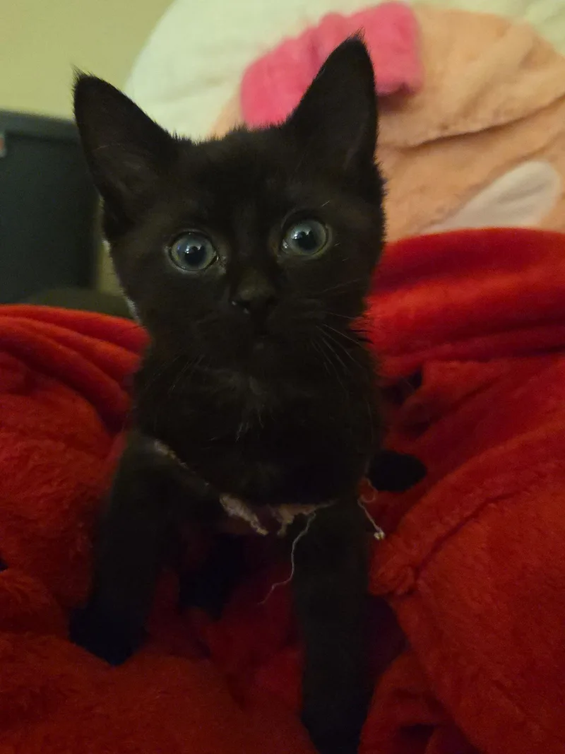 A baby medium-sized female Black American Shorthair cat named Periwinkle for adoption in Tampa, FL