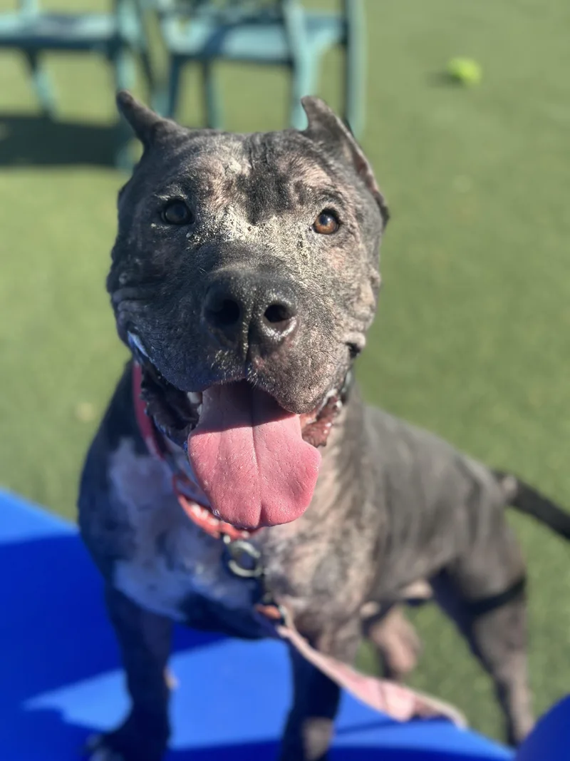 A baby large-sized male Cane Corso dog named Rex for adoption in Cleveland, OH