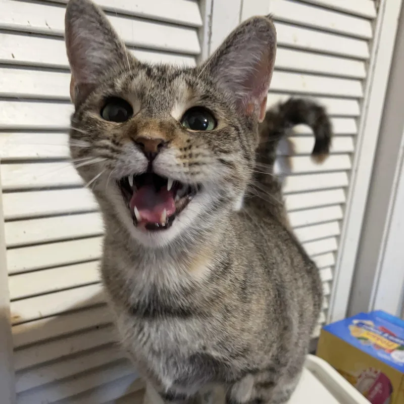 An adult medium-sized female Tabby cat named Cupcake for adoption in Columbia, SC