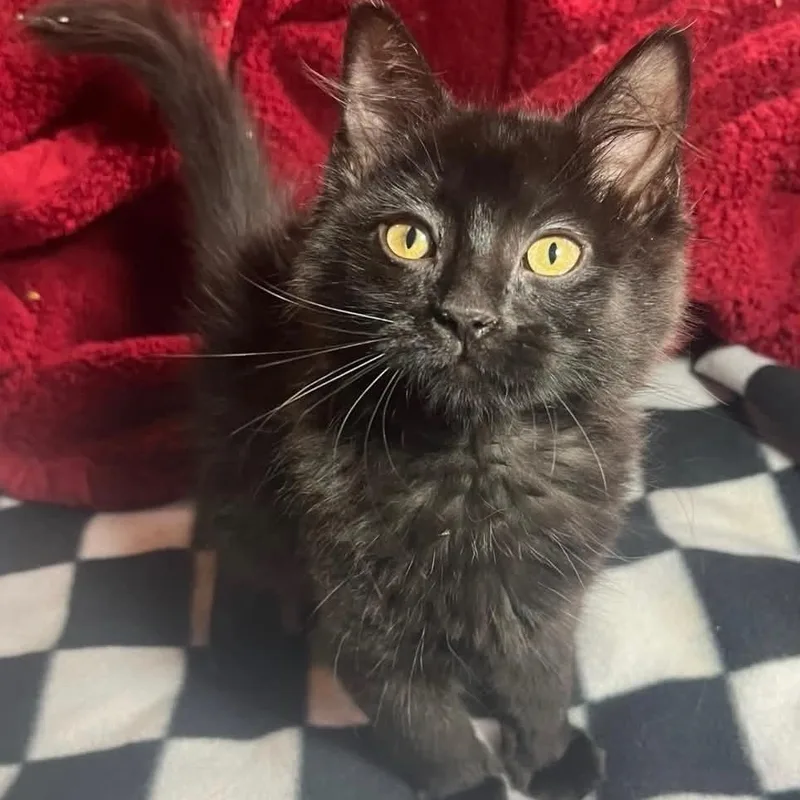 A baby medium-sized female Black Domestic Medium Hair cat named Java for adoption in Wyandotte, MI