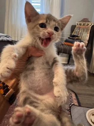 A baby small-sized female Domestic Short Hair cat named Miso for adoption in New Orleans, LA