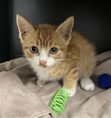 A baby small-sized male Domestic Short Hair cat named Vozinha for adoption in Ontario, CA