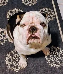 An adult medium-sized male White / Cream English Bulldog dog named Roscoe for adoption in Longwood, FL