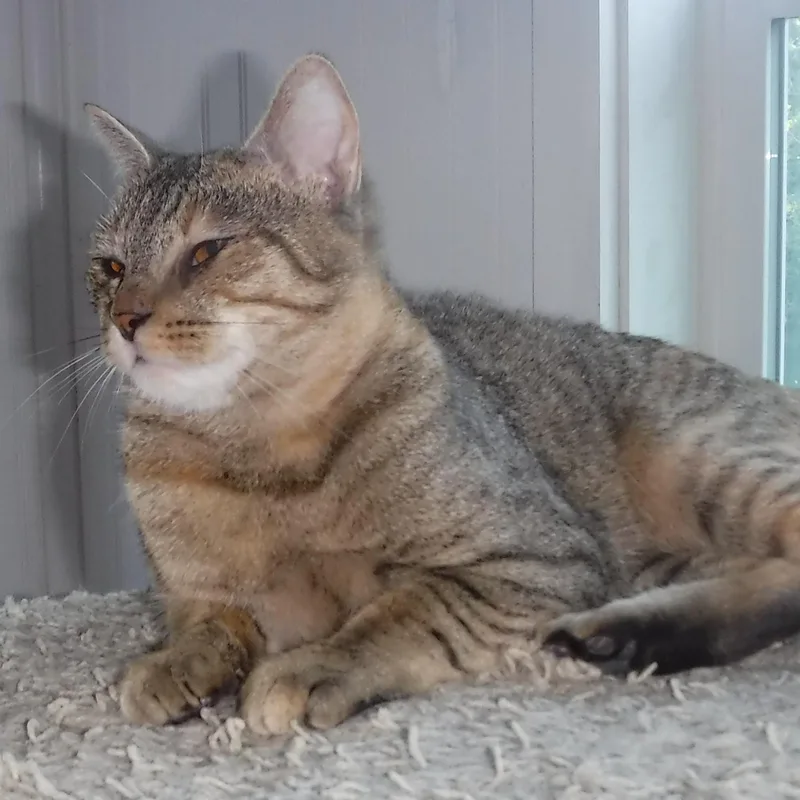 An adult medium-sized female Torbie cat named Janis  Timid But for adoption in Hoquiam, WA