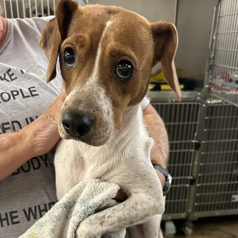 A young medium-sized female Beagle dog named Marilyn for adoption in Blue Springs, MO