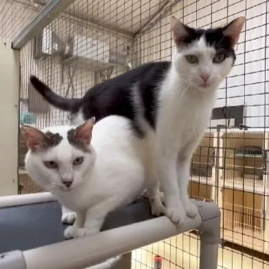 Cavalier thumbnail 2