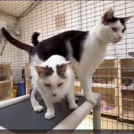 Cavalier thumbnail 3