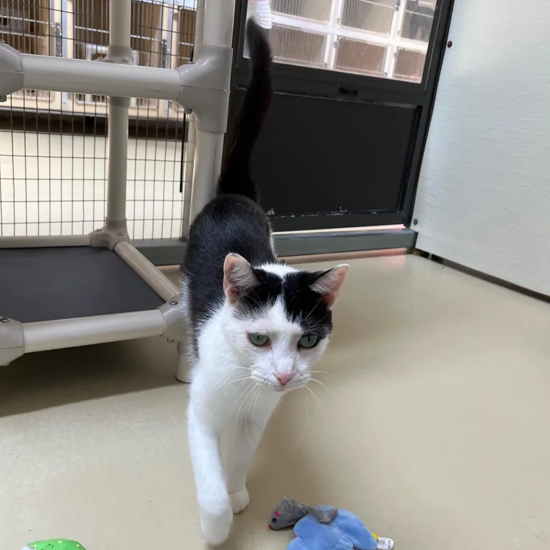 Cavalier thumbnail 4