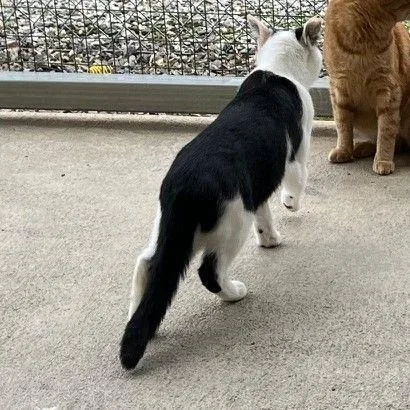 Cavalier thumbnail 5