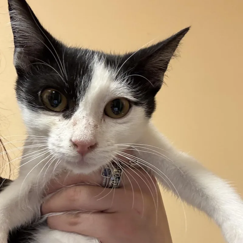 A baby small-sized female White Domestic Short Hair cat named FWT Chubbs for adoption in Midland, TX