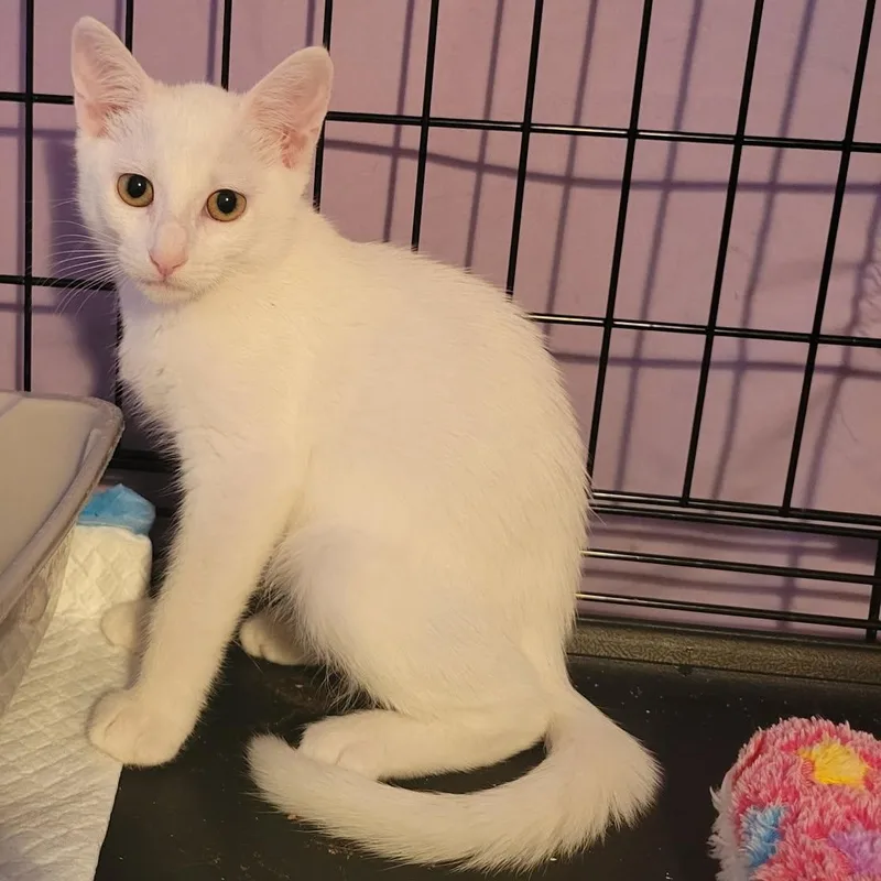 A baby medium-sized female White Domestic Short Hair cat named Snow for adoption in Orange, CA