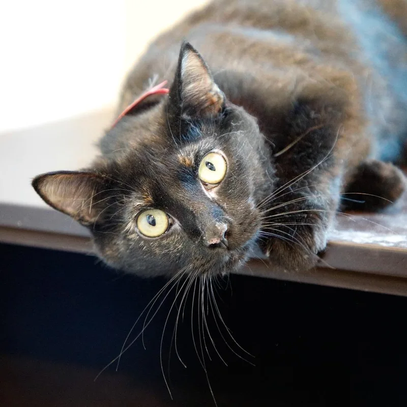 A young medium-sized female Brown / Chocolate Domestic Short Hair cat named Sunny for adoption in Tampa, FL
