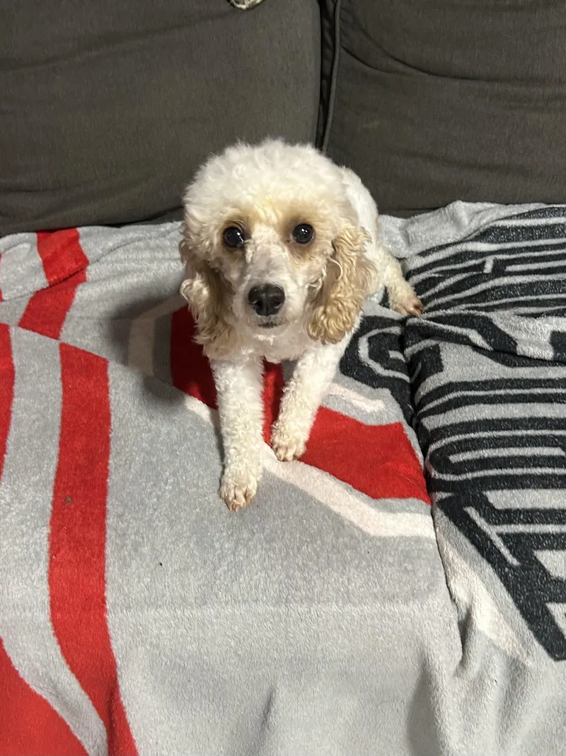 An adult small-sized female Apricot / Beige Miniature Poodle dog named Trixie lbs for adoption in Antwerp, OH