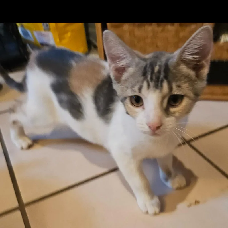 A baby small-sized female White Domestic Short Hair cat named Crystal for adoption in Santa Fe, TX