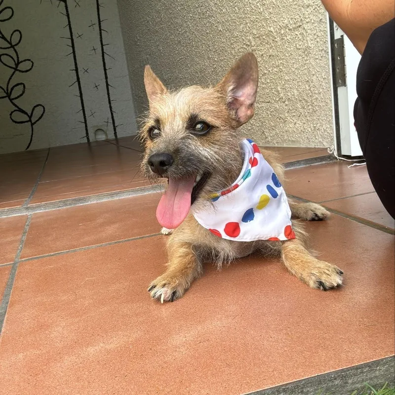 A young small-sized male Terrier dog named Mcnugget for adoption in Humacao, PR