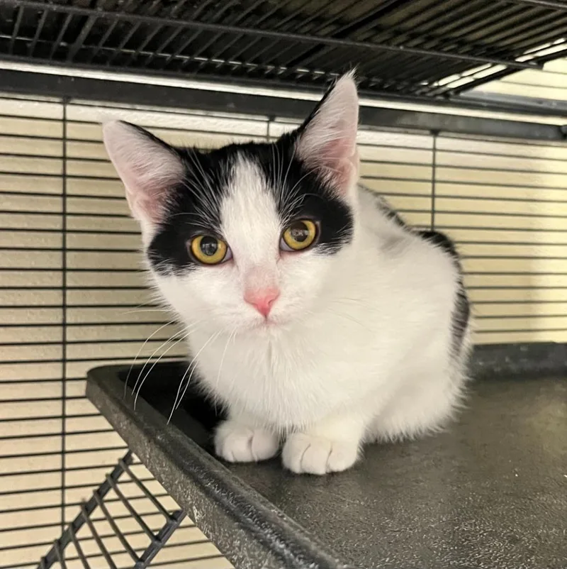 A baby small-sized female Domestic Short Hair cat named Rapunzel for adoption in Shorewood, IL