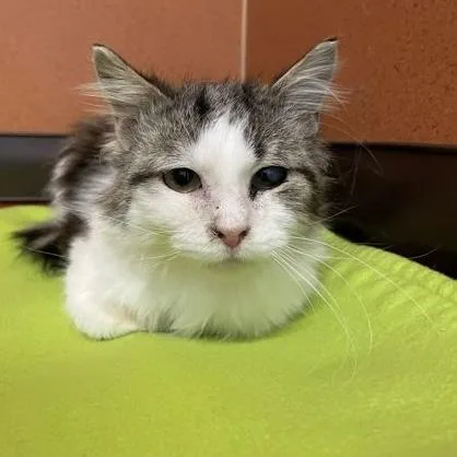 A young medium-sized male White Domestic Medium Hair cat named Cosmo for adoption in Rochester, MN