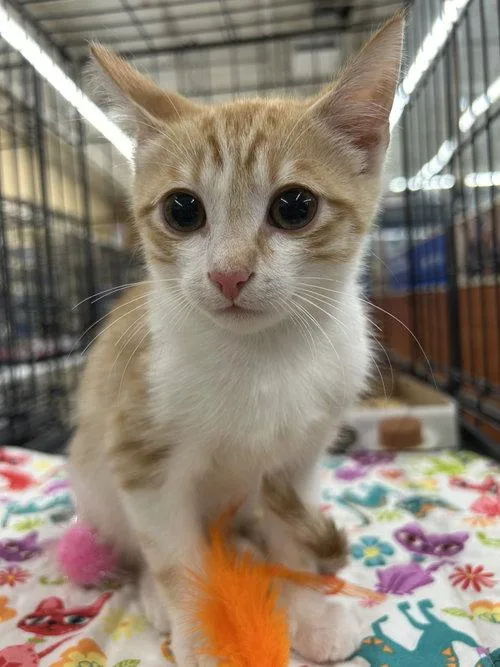 A young medium-sized male Domestic Short Hair cat named Feisty Potato for adoption in Columbia, SC
